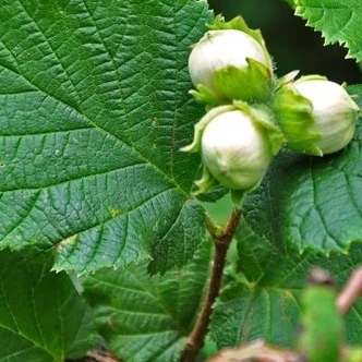 'Mortarella' – Mogyoró 'Mortarella' – Mogyoró