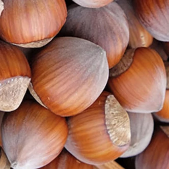 'Nocchione' – Mogyoró