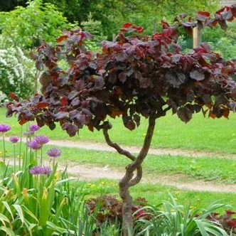 Corylus avellana 'Syrena' – Közönséges mogyoró Corylus avellana 'Syrena' – Közönséges mogyoró