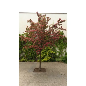 Crataegus laevigata 'Paul's Scarlet' - Díszgalagonya Crataegus laevigata 'Paul's Scarlet' - Díszgalagonya