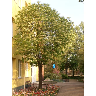 Fraxinus ornus 'Mecsek' - Gömb virágos kőris Fraxinus ornus 'Mecsek' - Gömb virágos kőris