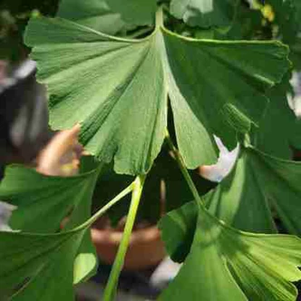 Ginkgo biloba 'Baldi' – Páfrányfenyő