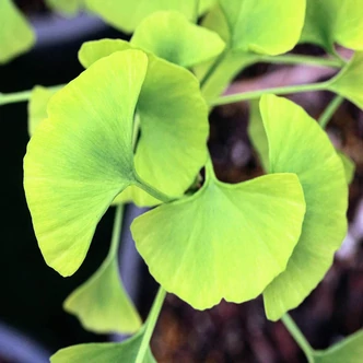 Ginkgo biloba 'Beijing Gold' – Páfrányfenyő