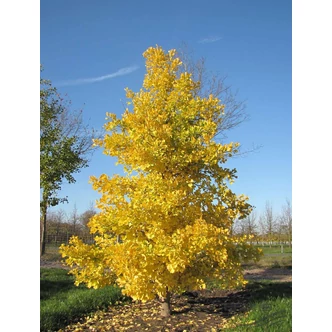 Ginkgo biloba 'Blagon' – Páfrányfenyő Ginkgo biloba 'Blagon' – Páfrányfenyő