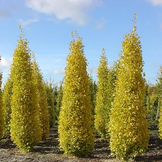 Ginkgo biloba 'Fastigiata Blagon' – Páfrányfenyő Ginkgo biloba 'Fastigiata Blagon' – Páfrányfenyő