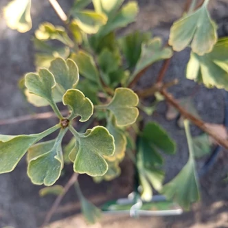 Ginkgo biloba 'Little Emperor' – Páfrányfenyő
