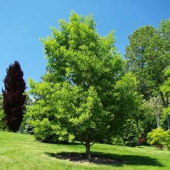 Ginkgo biloba - Páfrányfenyő Ginkgo biloba - Páfrányfenyő