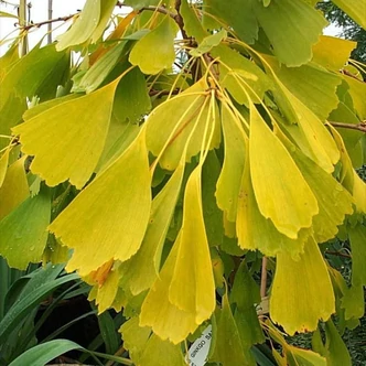 Ginkgo biloba 'Saratoga' – Páfrányfenyő