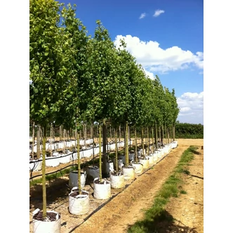 Acer campestre 'Lienco' - Oszlopos juharfa
