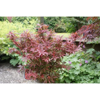 Acer palmatum 'Shaina' - Japán juhar