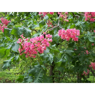 Aesculus carnea 'Briotti' - Piros virágú vadgesztenye