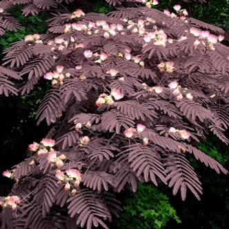 Albizia julibrissin 'Summer Chocolate' - Bordó levelű selyemakác Albizia julibrissin 'Summer Chocolate' - Bordó levelű selyemakác