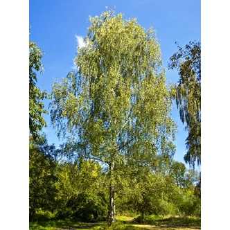 Betula pendula - Közönséges nyírfa Betula pendula - Közönséges nyírfa
