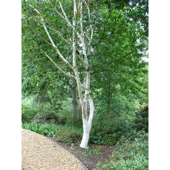 Betula utilis (syn.: Betula utilis subsp. jacquemontii) 'Doorenbos' (syn.: 'Snow Queen') - Himalájai nyír