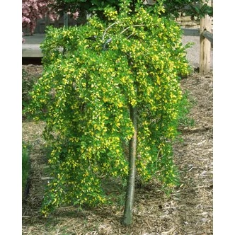 Caragana arborescens 'Pendula' - Csüngő borsófa Caragana arborescens 'Pendula' - Csüngő borsófa