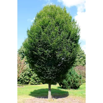 Carpinus betulus 'Fastigiata' - Oszlopos növekedésű gyertyán Carpinus betulus 'Fastigiata' - Oszlopos növekedésű gyertyán