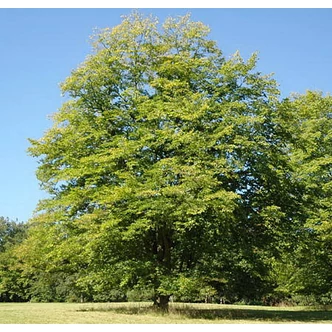 Carpinus betulus - Közönséges gyertyán