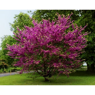Cercis siliquastrum – Közönséges júdásfa Cercis siliquastrum – Közönséges júdásfa