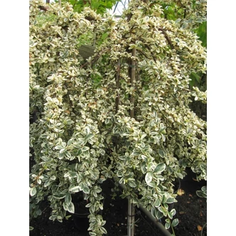Cotoneaster dammmeri 'Juliette' - Fehér-tarka levelű magastörzsű madárbirs Cotoneaster dammmeri 'Juliette' - Fehér-tarka levelű magastörzsű madárbirs