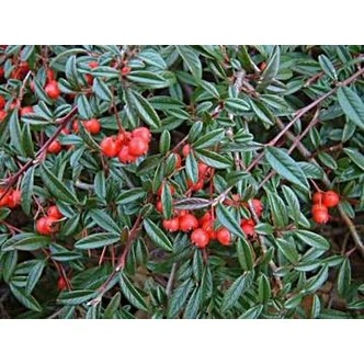 Cotoneaster salicifolius 'Gnom' - Magastörzsű fűzlevelű madárbirs