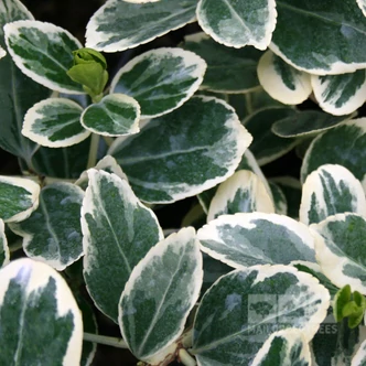 Euonymus japonicus 'President Gauthier' -  Japán kecskerágó Euonymus japonicus 'President Gauthier' -  Japán kecskerágó