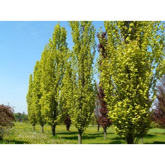 Fagus sylvatica 'Dawyck Gold' - Oszlopos, sárga levelű bükk