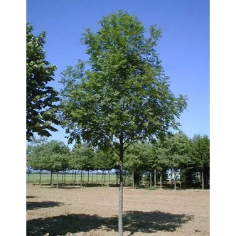 Fraxinus excelsior 'Westhof's Glorie' – Magas kőris