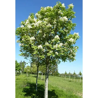 Fraxinus ornus - Virágos kőris