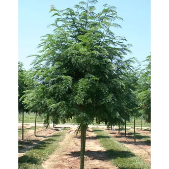 Gleditsia triachantos 'Skyline' - Oszlopos krisztustövis Gleditsia triachantos 'Skyline' - Oszlopos krisztustövis