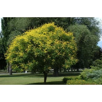 Koelreuteria paniculata - Bugás csörgőfa Koelreuteria paniculata - Bugás csörgőfa