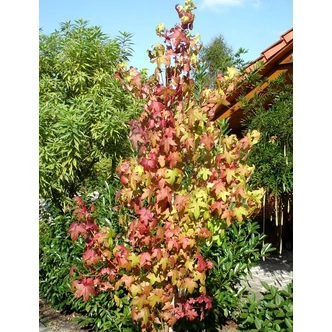 Liquidambar styraciflua  'Golden Sun' - Ámbrafa