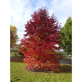 Liquidambar styraciflua 'Worplesdon' – Ámbrafa Liquidambar styraciflua 'Worplesdon' – Ámbrafa