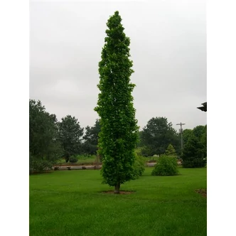 Liquidambar styraciflua 'Slender Silhouette' - Oszlopos ámbrafa