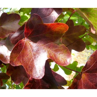 Liquidambar styraciflua 'Rotundiloba' - Kereklevelű ámbrafa