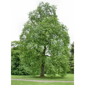 Liriodendron tulipifera - Tulipánfa Liriodendron tulipifera - Tulipánfa