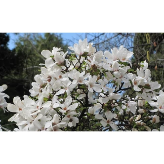 Magnolia kobus – Fehér liliomfa Magnolia kobus – Fehér liliomfa