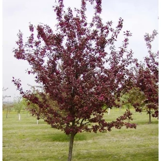 Malus hybrid 'Royalty' - Díszalma