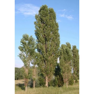 Populus nigra 'Italica' - Jegenyenyár