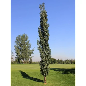 Populus tremula 'Erecta' - Oszlopos rezgőnyár Populus tremula 'Erecta' - Oszlopos rezgőnyár