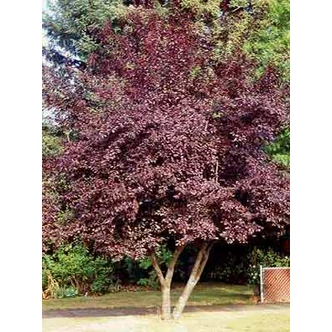 Prunus cerasifera 'Hollywood' - Nagyvirágú vérszilva Prunus cerasifera 'Hollywood' - Nagyvirágú vérszilva