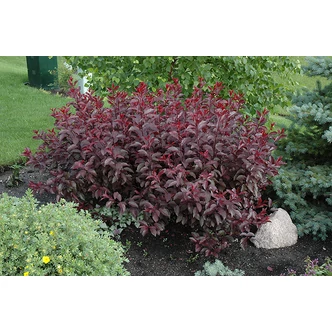 Prunus cistena - Törpe vérszilva Prunus cistena - Törpe vérszilva