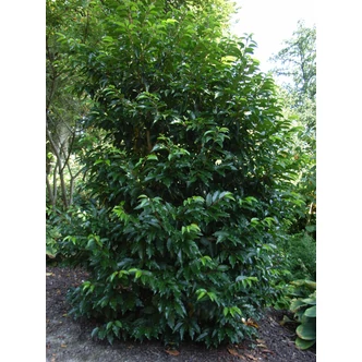 Prunus lusitanica - Portugál babérmeggy