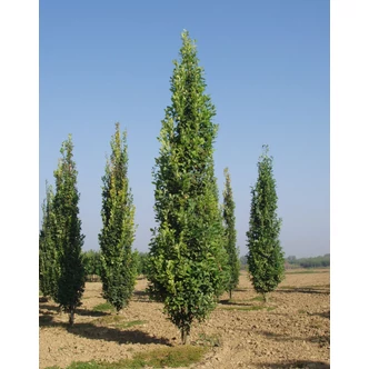 Quercus robur 'Fastigiata Koster' – Oszlopos kocsányos tölgy Quercus robur 'Fastigiata Koster' – Oszlopos kocsányos tölgy