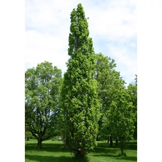 Quercus robur 'Fastigiata' - Kocsányos tölgy  Quercus robur 'Fastigiata' - Kocsányos tölgy