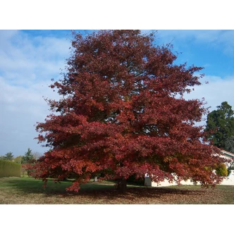 Quercus rubra (syn.: Quercus borealis) - Vörös tölgy Quercus rubra (syn.: Quercus borealis) - Vörös tölgy
