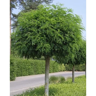 Robinia pseudoacacia 'Umbraculifera' - Gömbakác Robinia pseudoacacia 'Umbraculifera' - Gömbakác