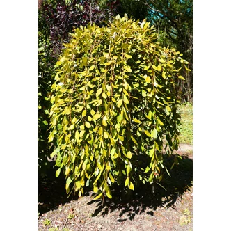 Salix caprea 'Pendula' (syn.: 'Kilmarnock') - Csüngő barkafűz / Szomorú kecskefűz Salix caprea 'Pendula' (syn.: 'Kilmarnock') - Csüngő barkafűz / Szomorú kecskefűz