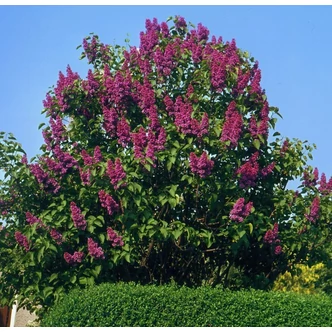 Syringa vulgaris 'Charles Joly' - Telt, sötétlila orgona Syringa vulgaris 'Charles Joly' - Telt, sötétlila orgona