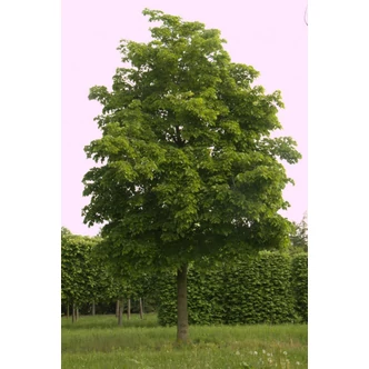 Tilia americana 'Nova' - Amerikai hárs