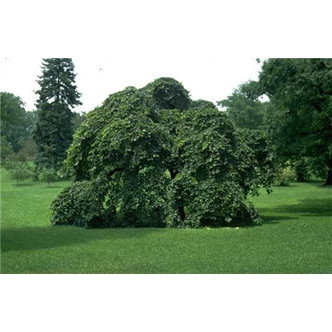 Ulmus glabra 'Camperdownii' ('Pendula') - Csüngő hegyi szil